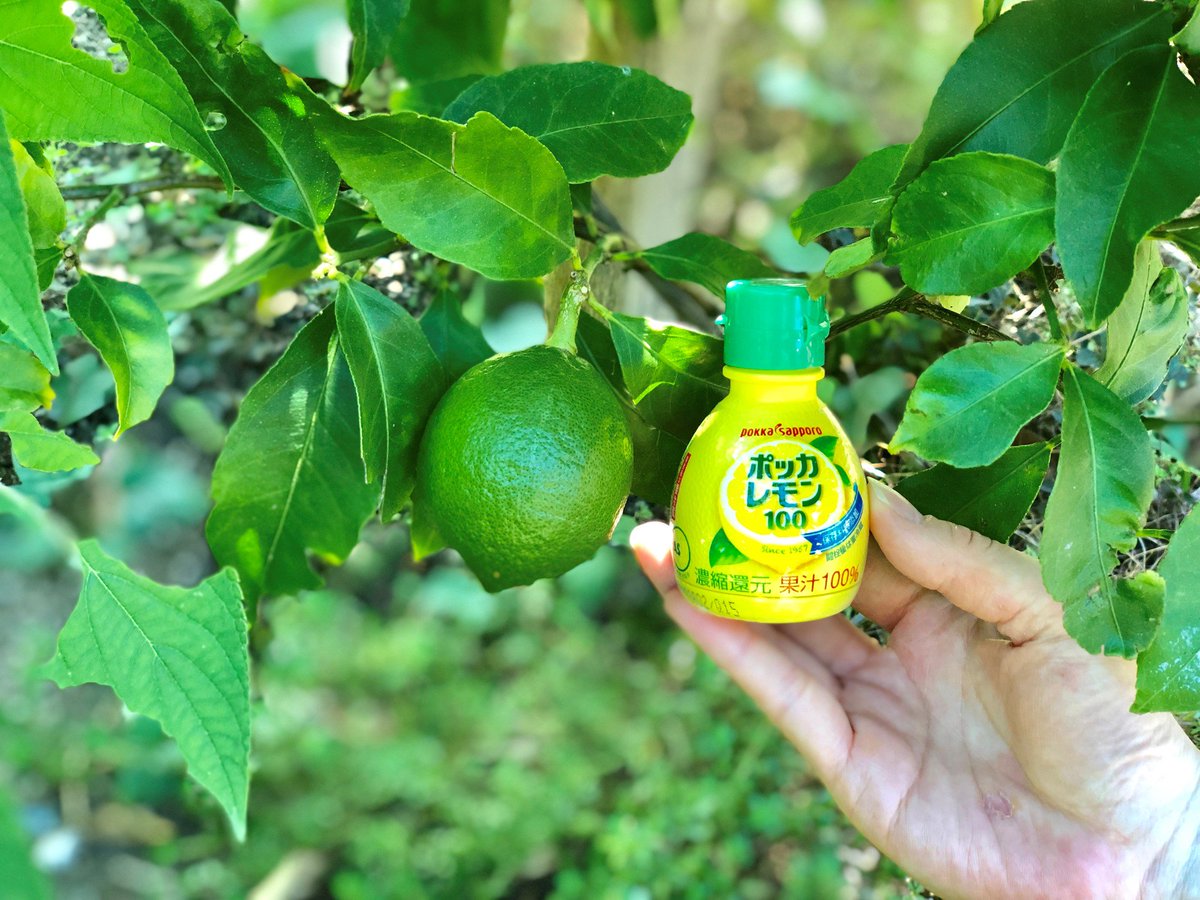 ポッカサッポロフード ビバレッジ בטוויטר レモンの木の成長記録 恵比寿で育てているレモンの実が大きくなり ポッカレモン100 と同じくらいの大きさになりました 夏の強い日差しにも負けず たくましく成長しているレモンの木を見ていると なんだが元気