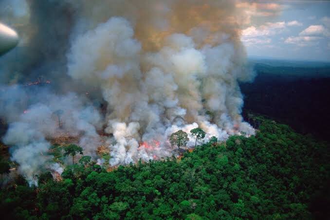 evieity's tweet photo. La Amazonas , absorbe 1.000 millones de toneladas de dióxido de carbono, pero el pulmón del mundo se está quemando desde hace más de 15 días.

Los incendios forestales de Brasil aumentaron un 83% y este es el hogar de más de 600 especies.

#ARMYHelpThePlanet #PrayforAmazonas https://t.co/ltJdSxXEXw
