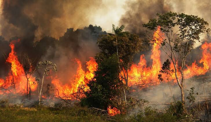 evieity's tweet photo. La Amazonas , absorbe 1.000 millones de toneladas de dióxido de carbono, pero el pulmón del mundo se está quemando desde hace más de 15 días.

Los incendios forestales de Brasil aumentaron un 83% y este es el hogar de más de 600 especies.

#ARMYHelpThePlanet #PrayforAmazonas https://t.co/ltJdSxXEXw
