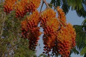 TreesUnique's tweet image. #imported #trees in our #nursery