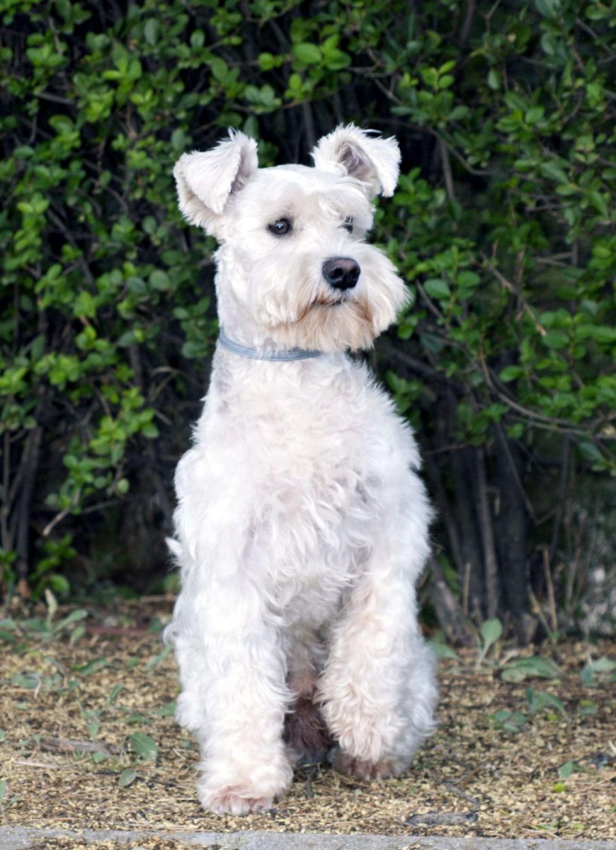 Lorenzogr98's tweet photo. 🐶PERRO PERDIDO EN LA ZONA DE MONTES DE OCA, EL PUERTO DE SANTA MARIA🐶

El chip es de Castilla la Mancha por lo que en las veterinarias no pueden reconocerlo

NO LLEVA COLLAR, RESPONDE AL NOMBRE DE PLUTO

AYUDADME A DIFUNDIR PORFA!! https://t.co/KMG542nqhR