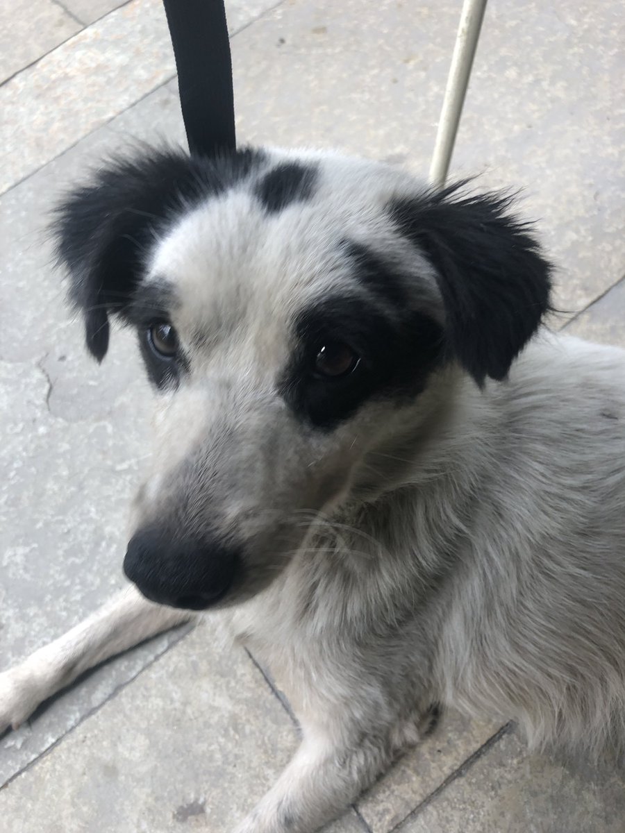 anumccartney's tweet photo. #adoptionrequest: I’ve been playing with this beautiful little boy at Tata Cha, Indiranagar, for a few days now. He’s incredibly friendly, and more than likely abandoned. Today, I re-rescued him from 80 feet road, with cuts and bruises. He deserves a great home 1/n https://t.co/zNTiFFBgts