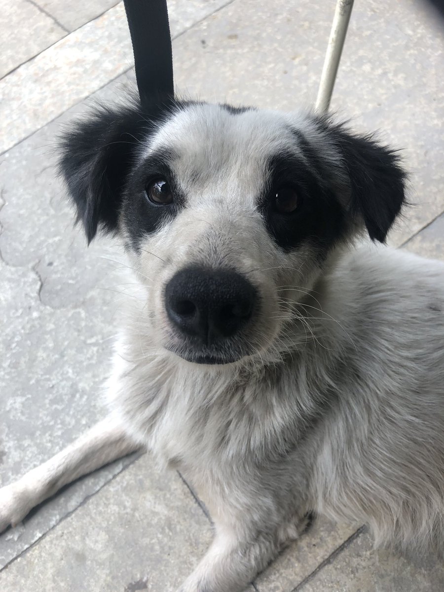 anumccartney's tweet photo. #adoptionrequest: I’ve been playing with this beautiful little boy at Tata Cha, Indiranagar, for a few days now. He’s incredibly friendly, and more than likely abandoned. Today, I re-rescued him from 80 feet road, with cuts and bruises. He deserves a great home 1/n https://t.co/zNTiFFBgts