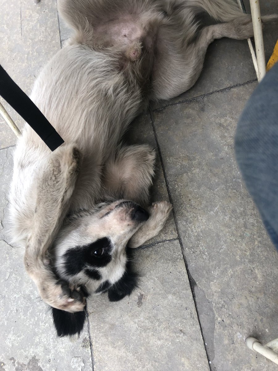 anumccartney's tweet photo. #adoptionrequest: I’ve been playing with this beautiful little boy at Tata Cha, Indiranagar, for a few days now. He’s incredibly friendly, and more than likely abandoned. Today, I re-rescued him from 80 feet road, with cuts and bruises. He deserves a great home 1/n https://t.co/zNTiFFBgts