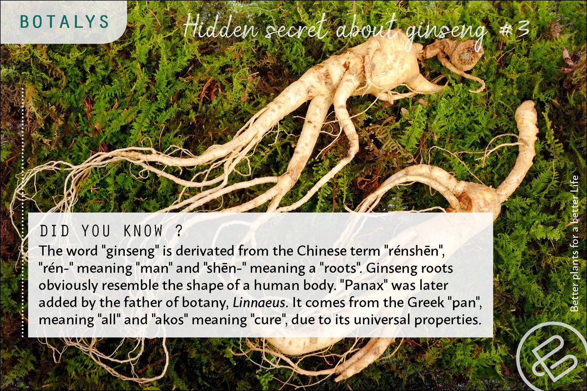 Hidden secret about ginseng #3. Etymology tells everything!  #ginseng #naturalingredients #botanicals #herbs #herbalmedicine