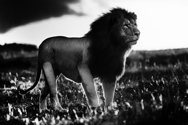 Laurent Baheux Photo tweet media