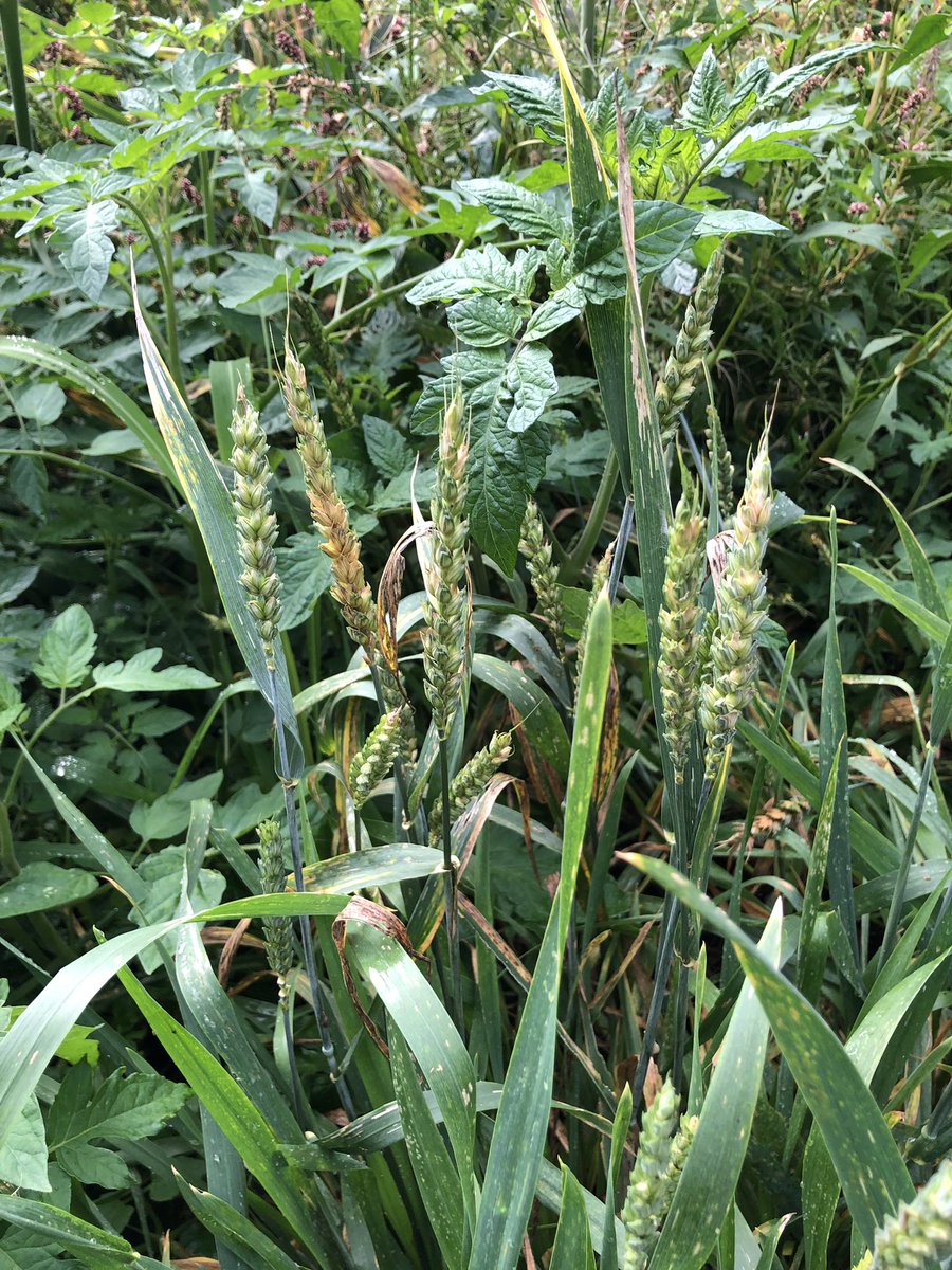 StEunan's tweet photo. Look at our wheat fields! Over the summer one of our court yard areas bloomed! A great teaching point! Leaf ๐ โ๏ธ ๐ง #teachinginnature https://t.co/glzRJvriuw