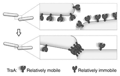 read epithelial tumors of the thymus pathology