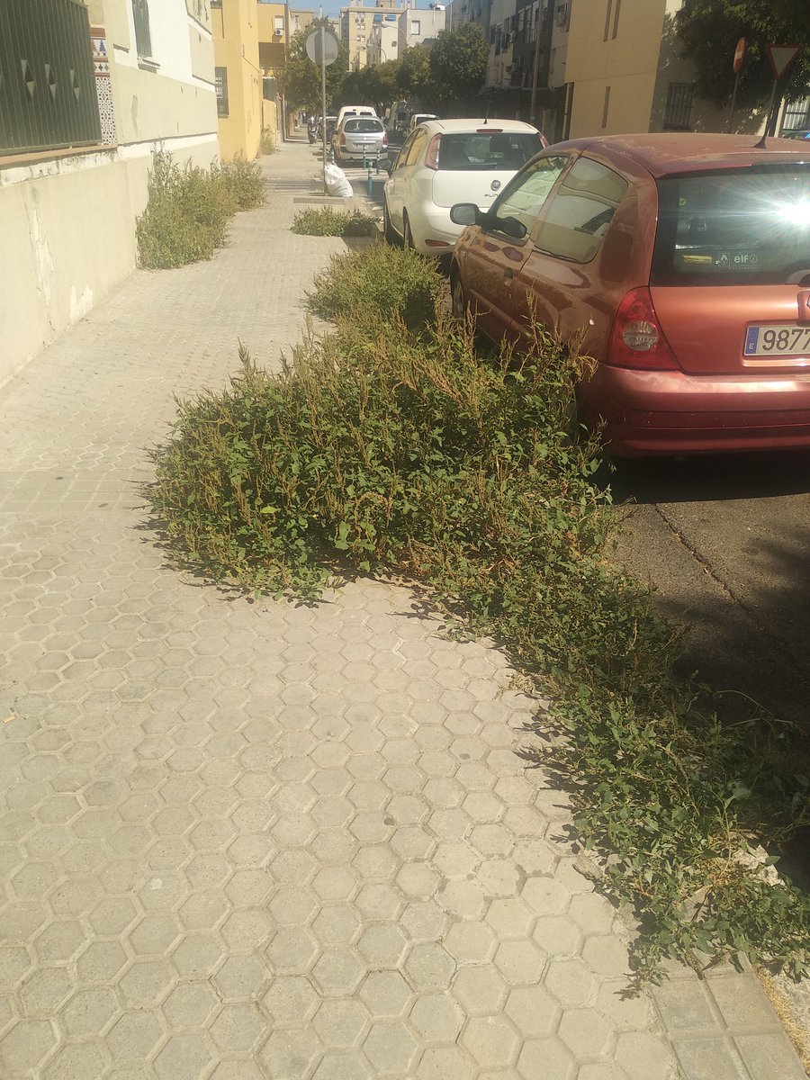 Sevilla es de cine... En Pino Montano están rodando la nueva entrega de Jumanji!

Cómo se puede llegar a esta situación <a href="/Ayto_Sevilla/">Ayuntamiento de Sevilla</a>?? Hay que echarle poca vergüenza y desidia a la cosa, eh!!