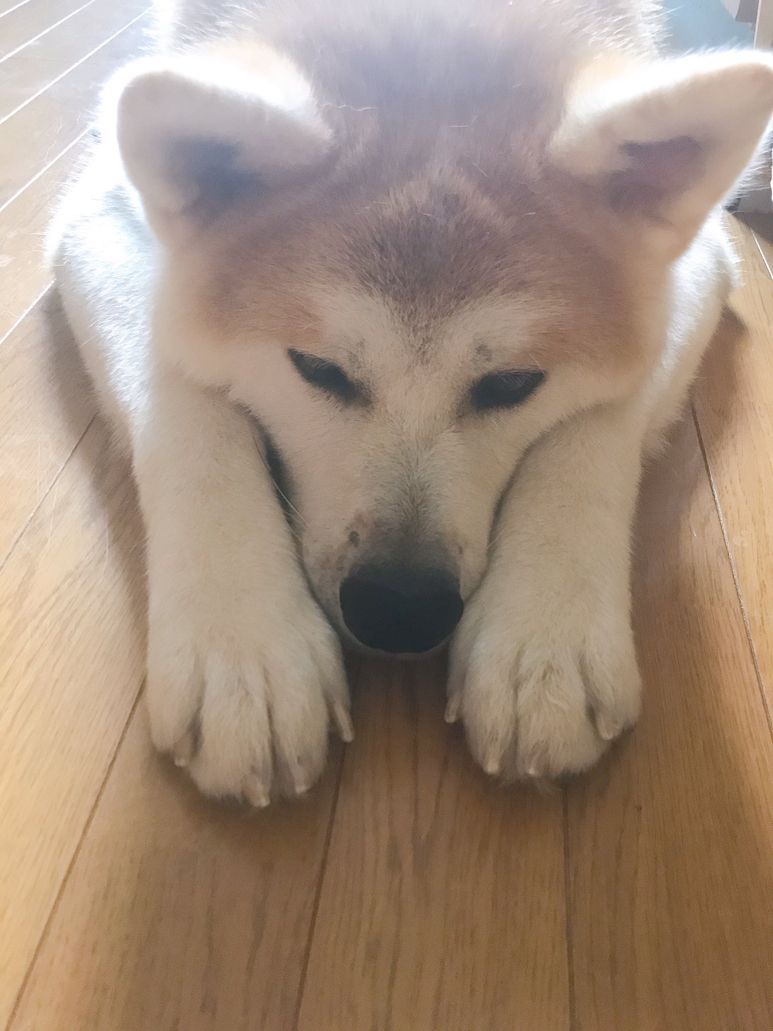 Twitter 上的 秋田犬の里 公式 イタズラしていたのを目撃 発見された瞬間 やべっ って顔 現行犯じゃなくても イタズラ しちゃったときは決まってお手手揃えて反省ポーズで寝てるからバレバレ 勝大 Shodai 秋田犬 Akita 隠し事ができないタイプ
