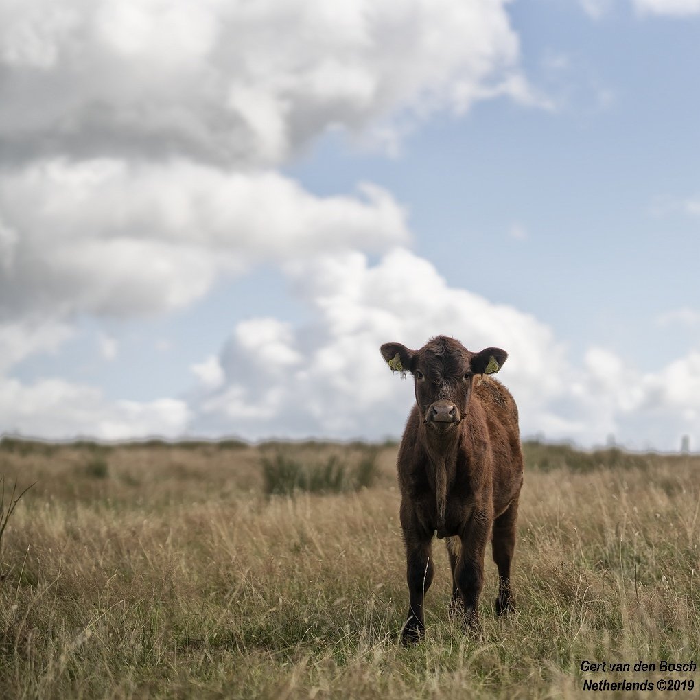 gertvanden's tweet photo. The warrior #UKtrip2019 @newlandfarm #calfpix https://t.co/LXCZV4OLC5