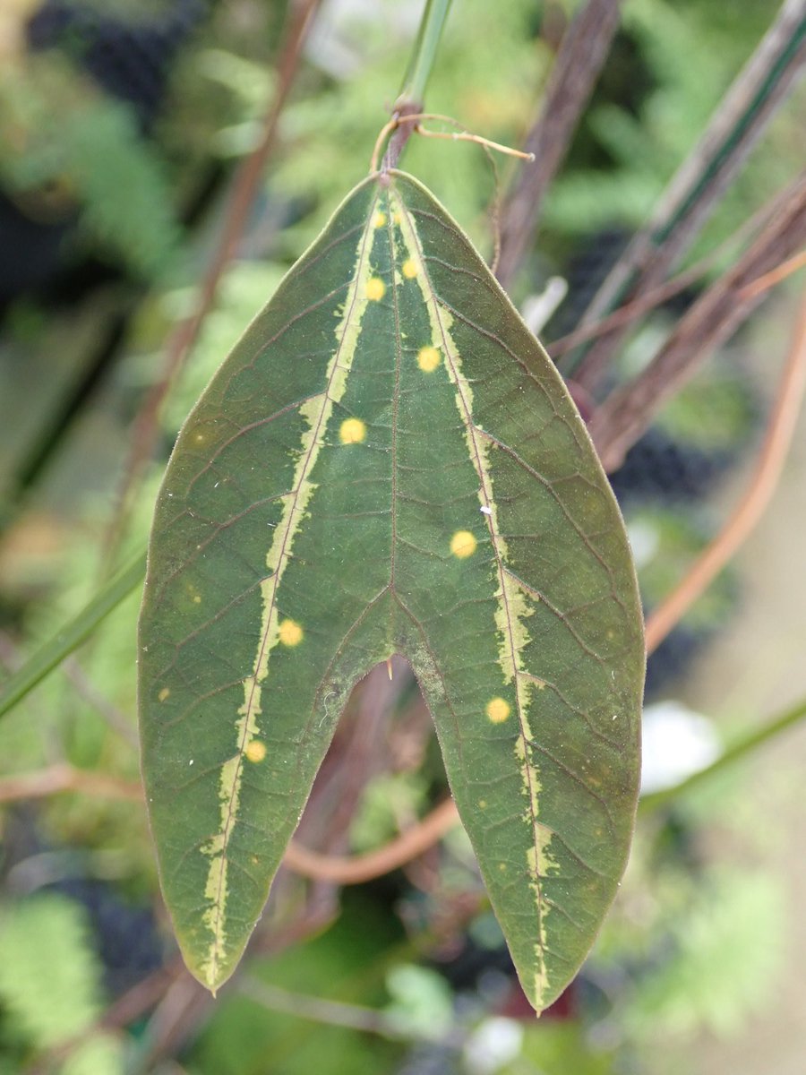 CUBG_curators's tweet photo. Just came across this Passiflora boenderi (Costa Rica endemic) and fell in love with its tiny flowers, multicoloured leaves, and bright yellow nectaries. Stay away butterflies, that nectar if for the ants! ;) https://t.co/SWkqI7ufuF