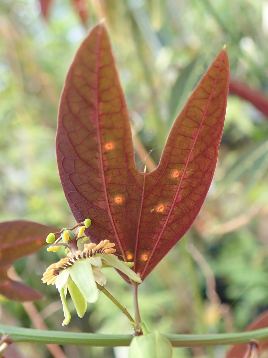 CUBG_curators's tweet photo. Just came across this Passiflora boenderi (Costa Rica endemic) and fell in love with its tiny flowers, multicoloured leaves, and bright yellow nectaries. Stay away butterflies, that nectar if for the ants! ;) https://t.co/SWkqI7ufuF