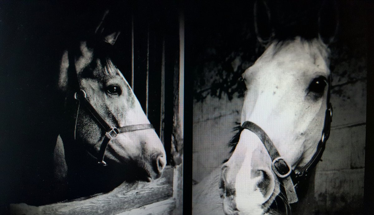 Elonlifestylex's tweet photo. @UAE_Racing 2 for 1
#WhiteValiant
@Roy__Rocket https://t.co/gAF78bb2QZ