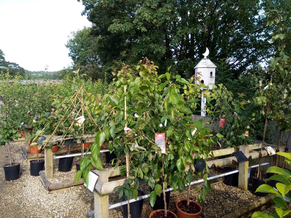 Riverside_GCHQ's tweet image. Fabulous fruit and ornamental trees! A massive delivery means we are now well-stocked with plenty of choice for gardens of all shapes and sizes