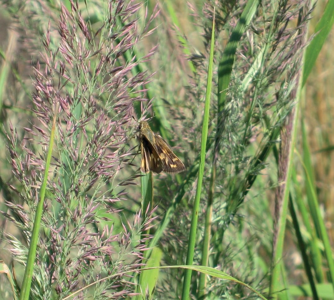 scientia_social's tweet photo. Native grasses have great #environmental benefits, such as providing habitat for #butterflies &amp; #moths. #Scientists @UMNresearch work with #garden centres to increase the volume of native grasses planted in #Minnesota. Read more: https://t.co/QdZMsP6xdr #ecology #biodiversity https://t.co/HGJHguubZw