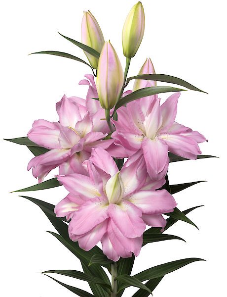 New variety added to website.
Oriental LEVELS
makbreeding.nl/varieties/?cul…