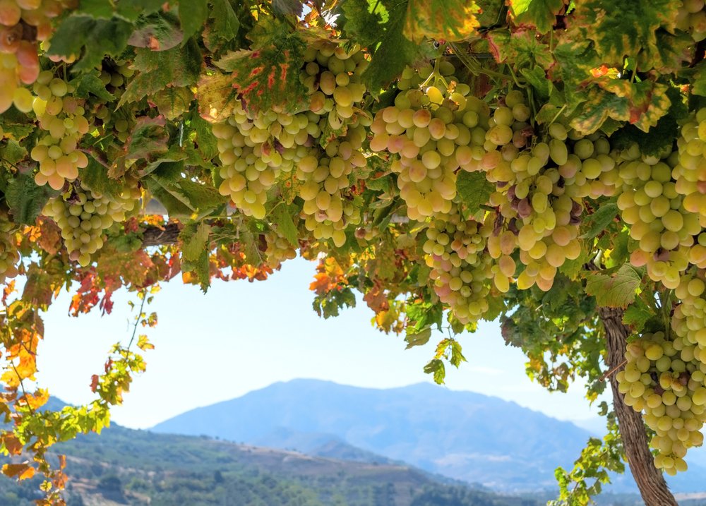 purecrete's tweet photo. #Autumn in #Crete, where the cooler, but still warm weather is accompanied by a season of olive, grape&amp;chestnut harvesting, the oil&amp;wine presses are fired up and the raki production is in full swing. Village festivals celebrate the local harvests, with feasting, music &amp; dancing. https://t.co/1PB16n8TLg