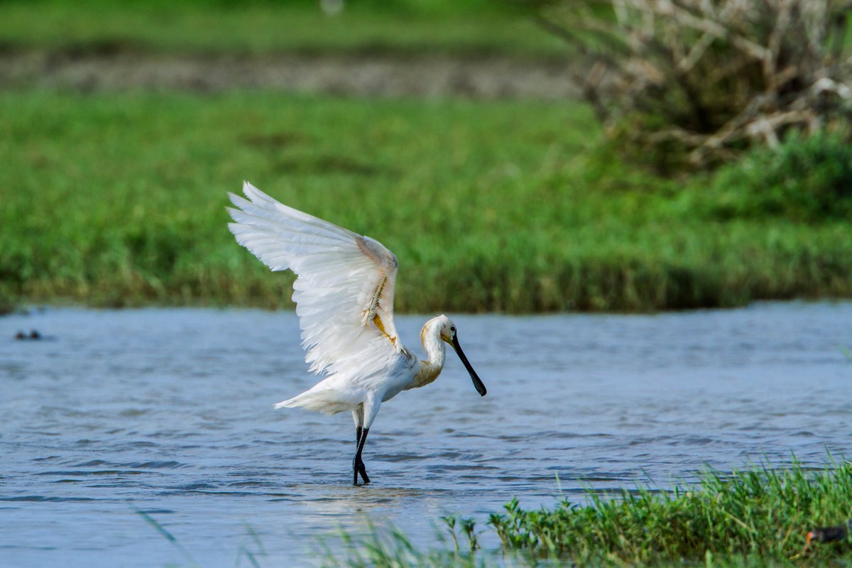 One of the most scenic parks in Sri Lanka, Bundala is located in the dry zone with shrubbery that stretches out to the coastline beyond. Bundala is important for migratory birds, with sightings of crocodile, deer, monkey and more #DiscoverSriLanka #Wildlife #SriLanka