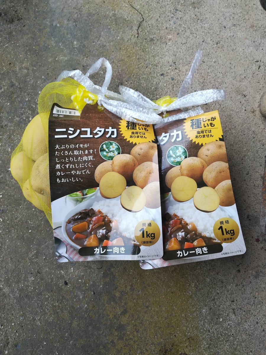けんちゃん 家庭菜園３年生 秋じゃがいもの砂芽出しをします 品種はニシユタカ まるまる砂に埋めて芽を出してから半分に切って植えると 畝の中で煮えてるんかなあー とか心配しなくて良いです 笑 砂芽出し