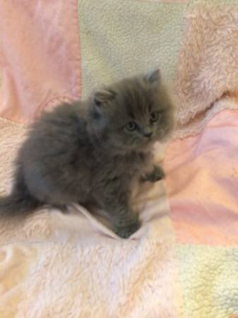 ArtbyWendyKlein's tweet photo. It’s not time yet but oh, look at these babies...1/2 #BluepointHimalayan and 1/2 #BluePersian!!! ⁦@DrPalmquist⁩ ⁦@DrRPalmquist⁩ ⁦@msmanet⁩ ⁦@WesternlvrLady⁩ (I heard my stomach growl this morning and thought it was Gracie for a second). 😘😘😘🐾🐾🐾 https://t.co/6JjYy2zBqE