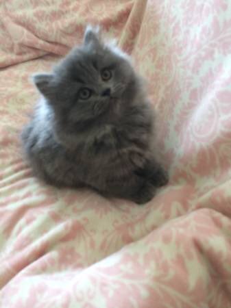 ArtbyWendyKlein's tweet photo. It’s not time yet but oh, look at these babies...1/2 #BluepointHimalayan and 1/2 #BluePersian!!! ⁦@DrPalmquist⁩ ⁦@DrRPalmquist⁩ ⁦@msmanet⁩ ⁦@WesternlvrLady⁩ (I heard my stomach growl this morning and thought it was Gracie for a second). 😘😘😘🐾🐾🐾 https://t.co/6JjYy2zBqE