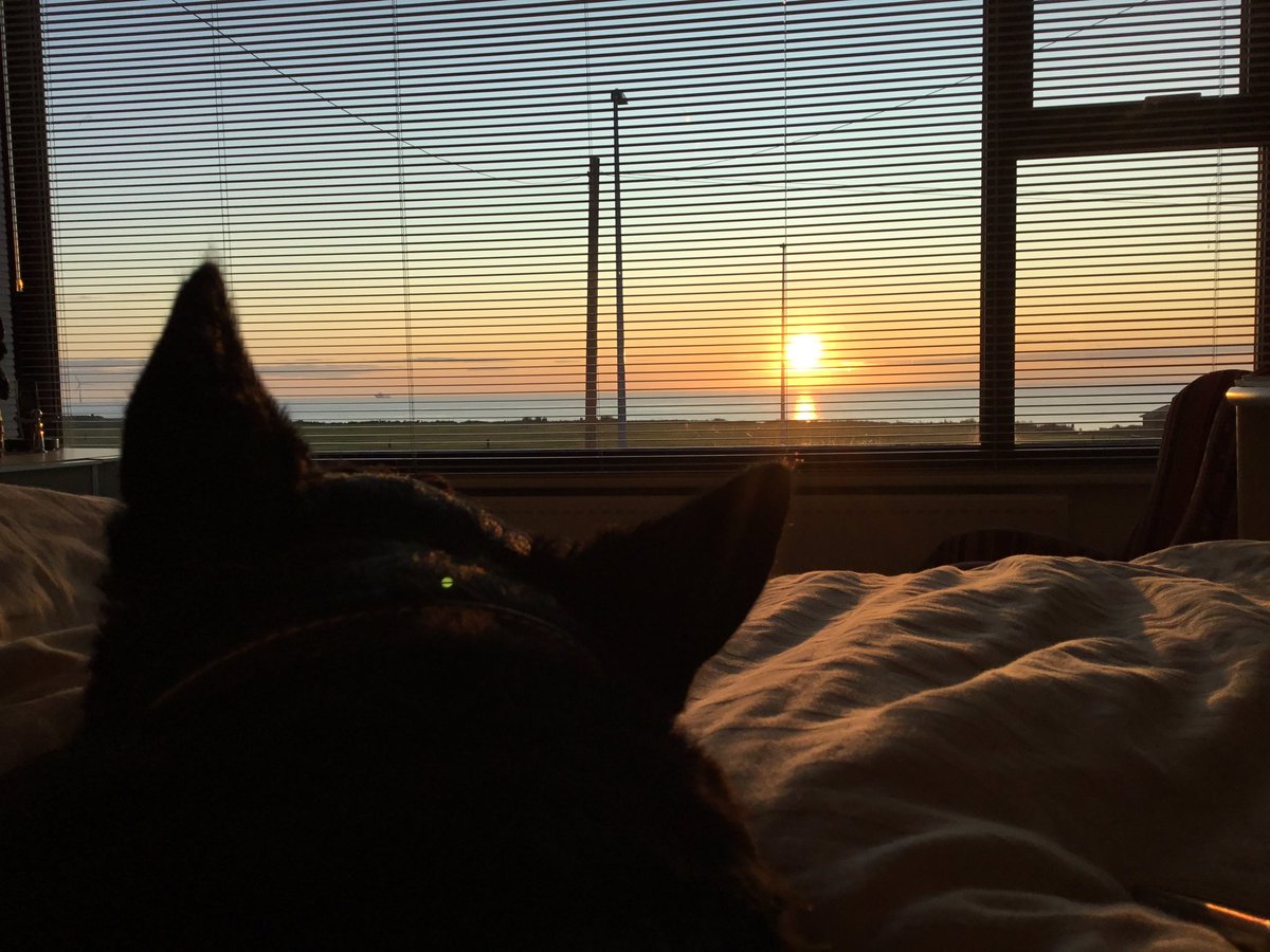 A Scottie view of the sunrise. #riseandshine #northeastcoast