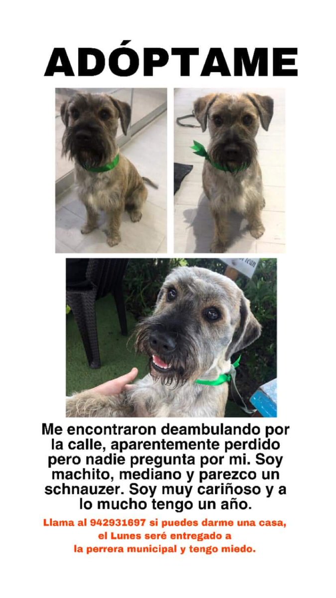 Melissita1204's tweet photo. #ADOPTA bello y hermoso perrito fue encontrado en San Isidro y hasta ahora nadie pregunta por él. Necesita adoptante porque quien lo rescató lo dejará en la perrera municipal sino consigue hogar para él. Por favor DALE RT Y llama al teléfono de la foto para info https://t.co/bLebraqtqY