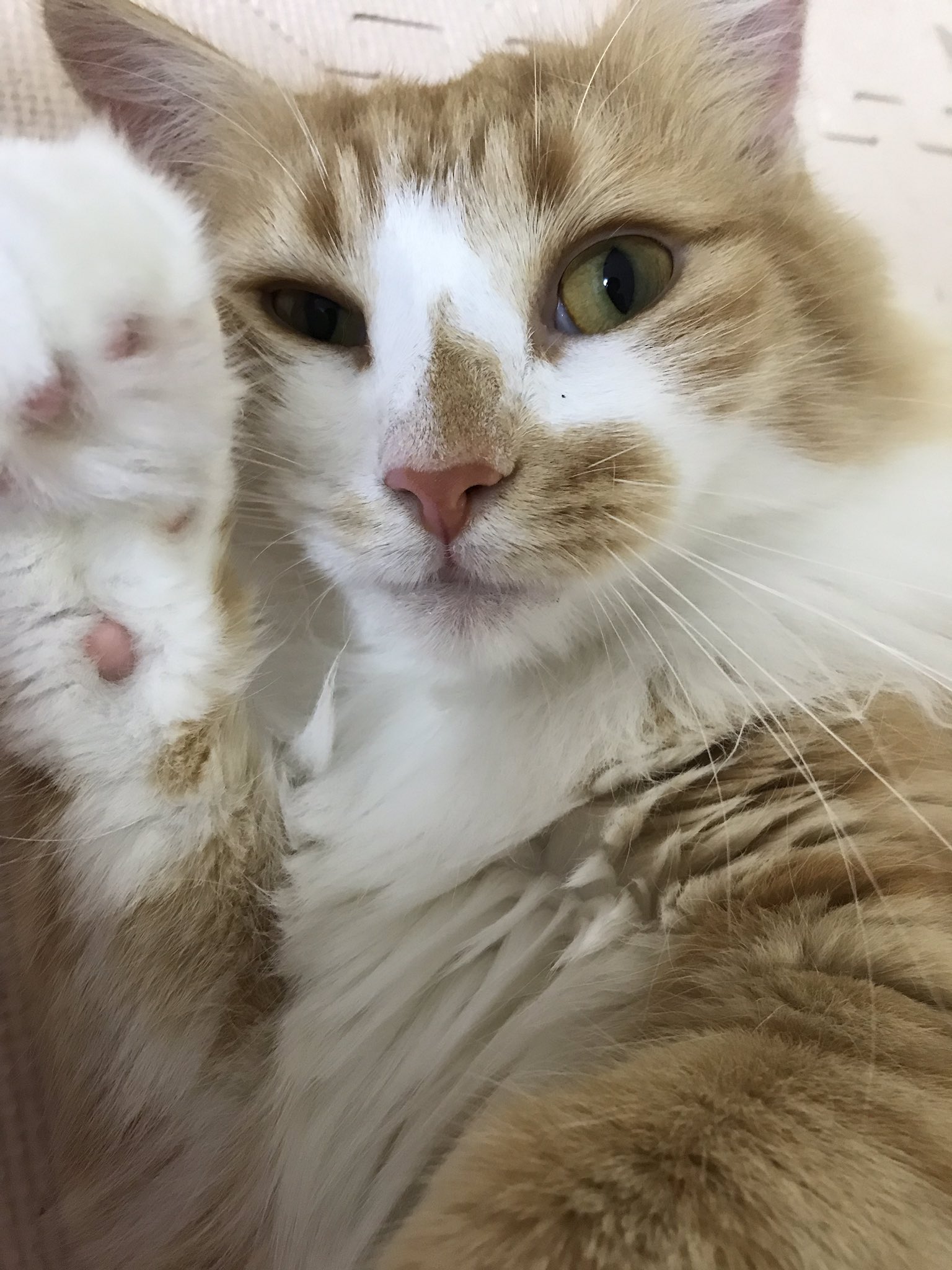 猫ドヤ顔 Twitter Search Twitter