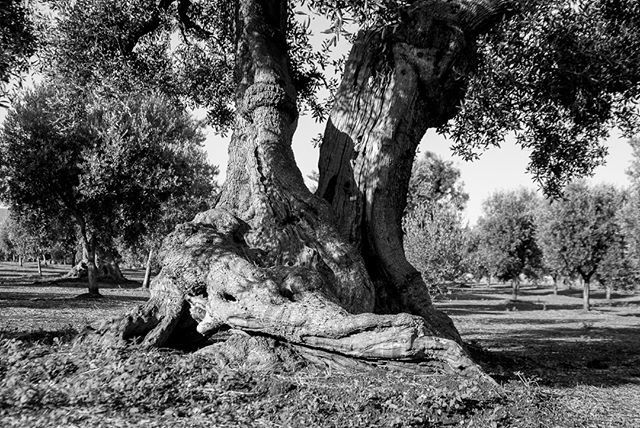 sdrclm's tweet photo. Sleep.⠀⠀⠀⠀⠀⠀⠀⠀⠀
.⠀⠀⠀⠀⠀⠀⠀⠀⠀
.⠀⠀⠀⠀⠀⠀⠀⠀⠀
#blackandwhite #time #trees #instatrees #sun #italy #italia #bluesky #green #mediterranean #silence #peace #morning #mattino #peace #climate #nature #land #oil #food #twitter https://t.co/mnqAO6WWep