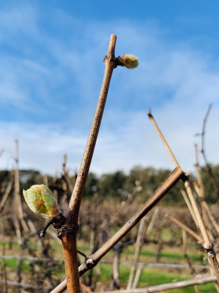 filfarina's tweet photo. Further #chardonnay action over at #mtbenson and #robe today. Most at wooly bud, some with bud burst, sap flowing as well. #viticulture #agronomy #agriculture #limestonecoast #vineyard https://t.co/gOqmq720QZ