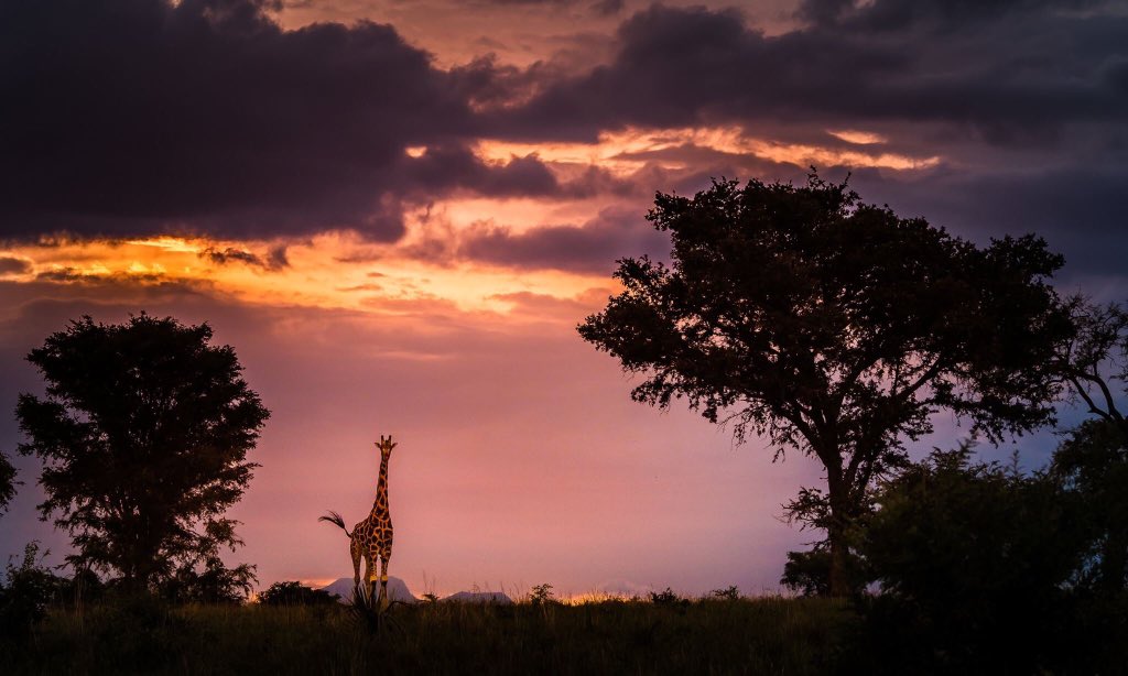 The #ultimatewildsafaris 5 days #safaritour to #Kidepovalleynationalpark 4 #wildlifeviewing & #culturetour Details :https://lnkd.in/emSi8gq #Africa #Kideponationalpark #kidepovalleynationalparksunrise #kidepovalley #Karamajong #Karamajongo #travelstoke #whyisthat #dmxchallenge