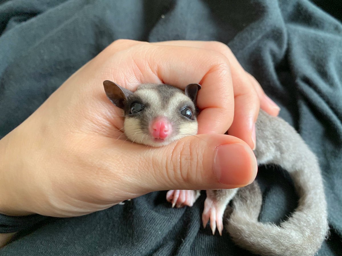 赤ちゃんおにぎり