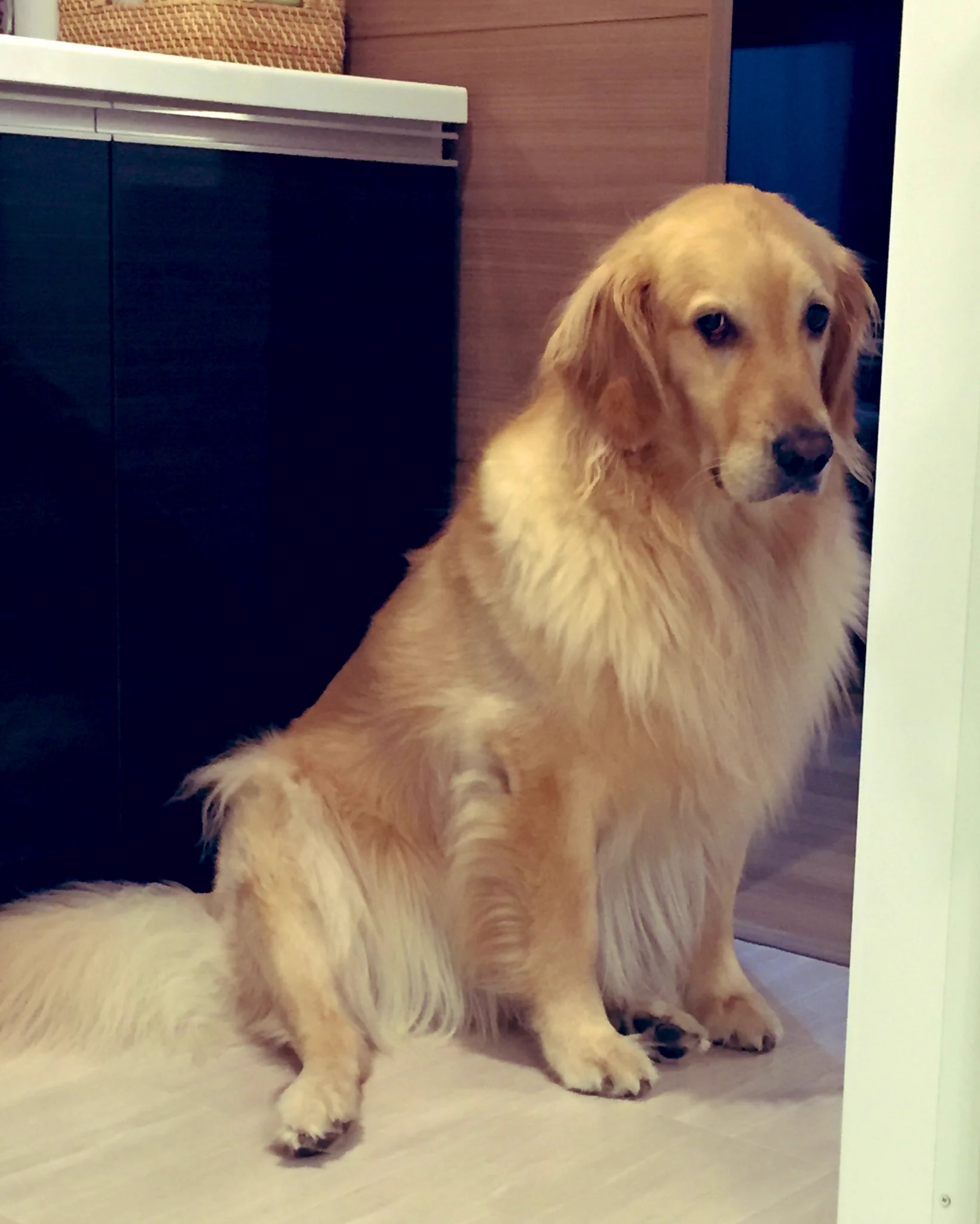 お風呂嫌いすぎる犬の表情の変化が面白すぎる