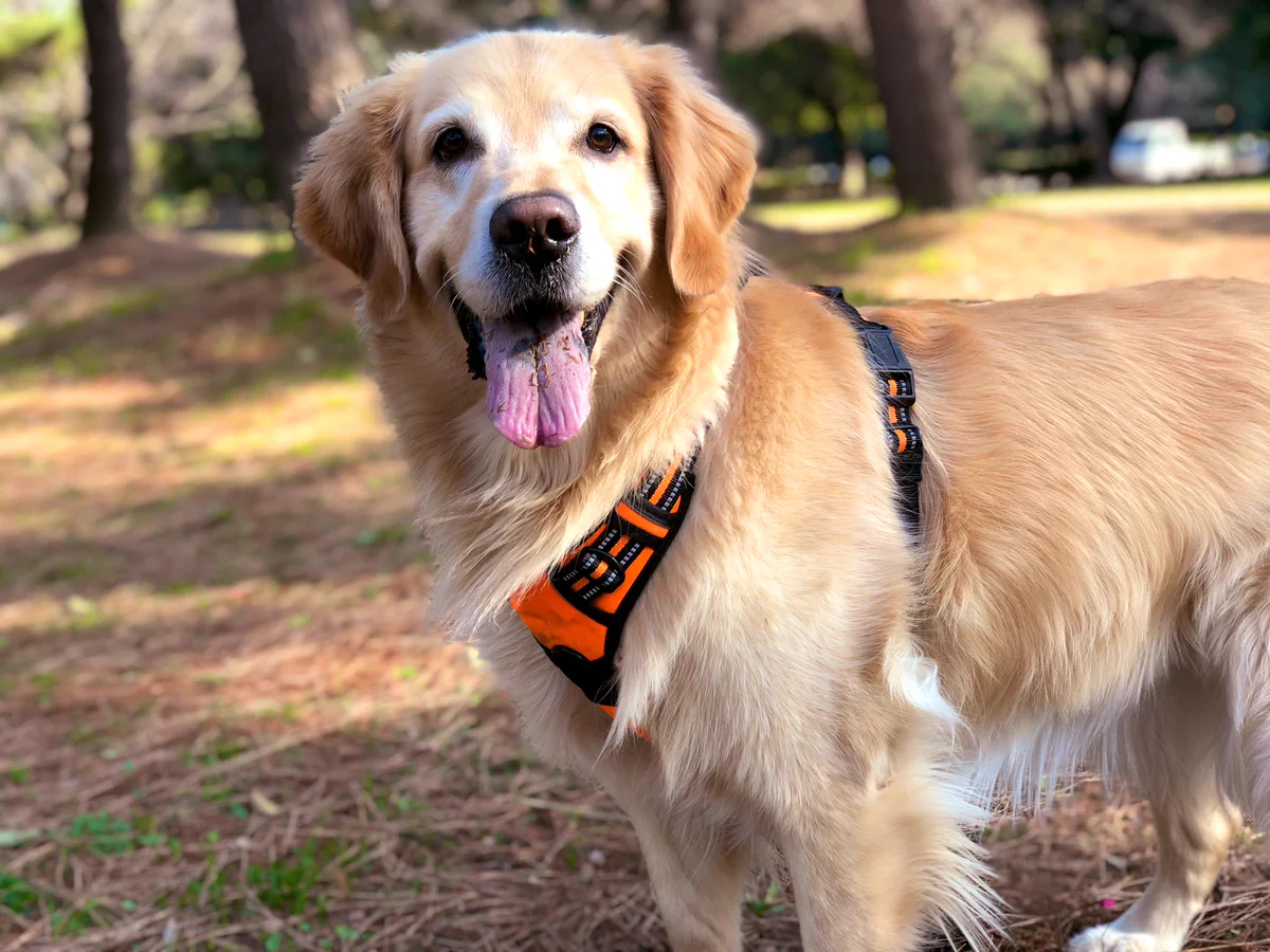 お風呂嫌いすぎる犬の表情の変化が面白すぎる