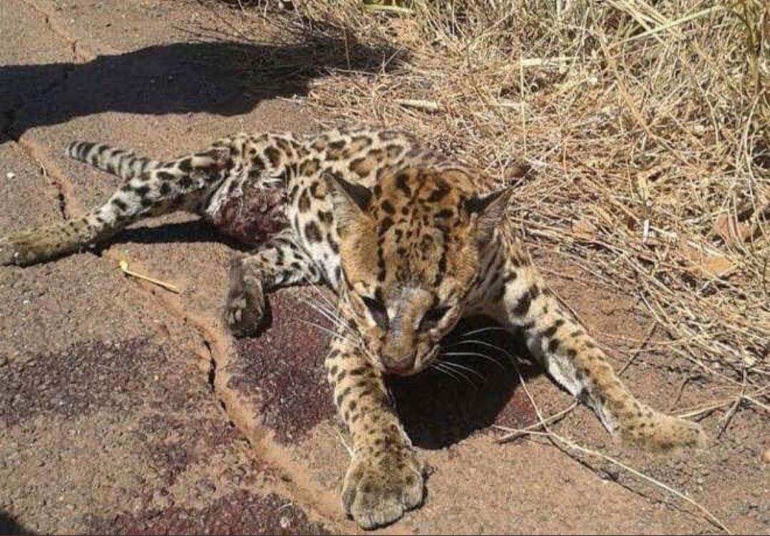 IbonPerezTV's tweet photo. El Amazonas, el pulmón del mundo y hogar de más de 600 especies, lleva 16 días ardiendo  y NADIE DICE NADA. 
Cuando se quemó Notre Dame se declaró una tragedia mundial y en sólo días se recaudaron 218 millones de euros para reconstruirlo.

El planeta no muere, lo estamos matando. https://t.co/FrYtikoUMb