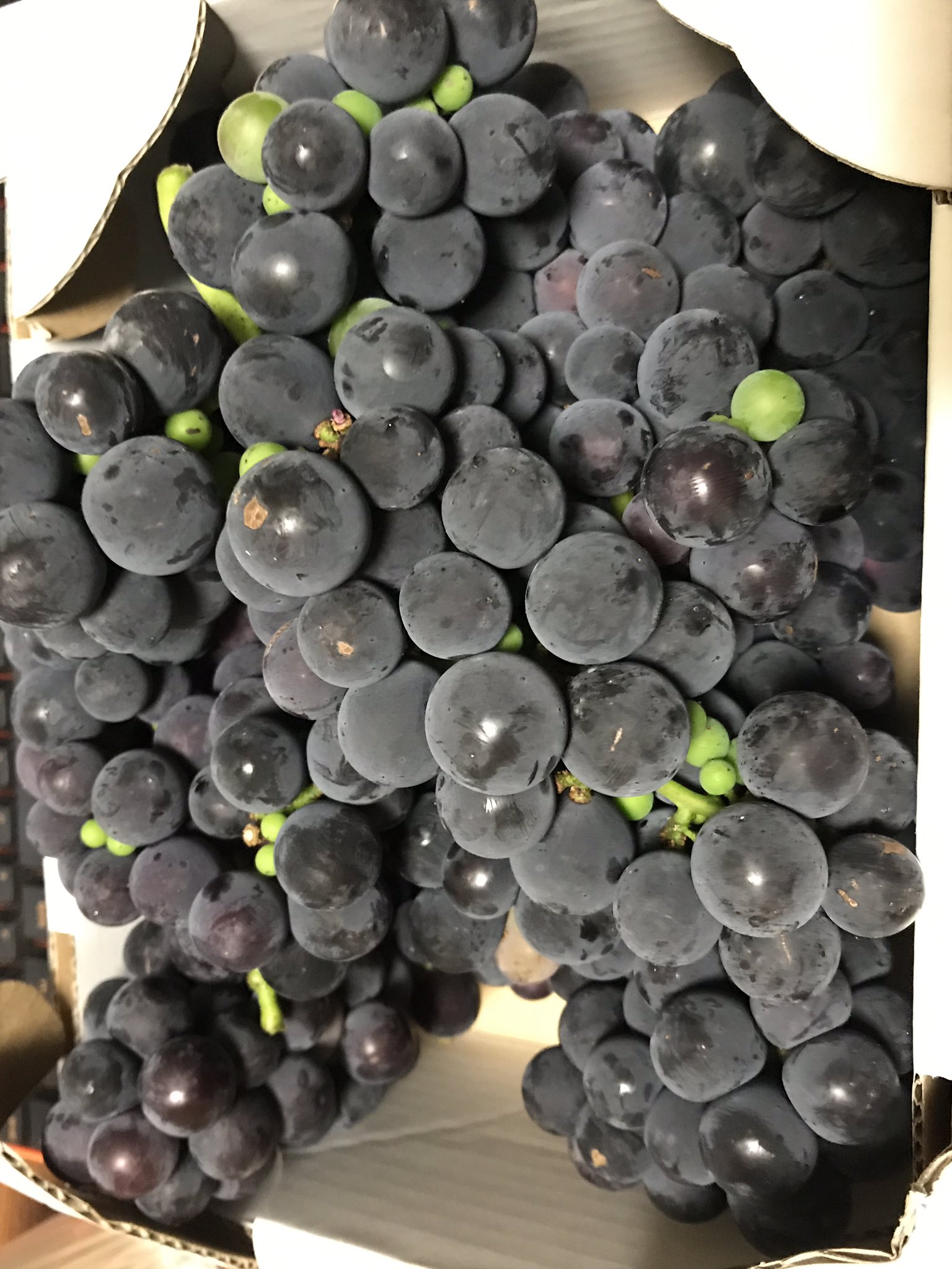 葡萄大好き - Search / X