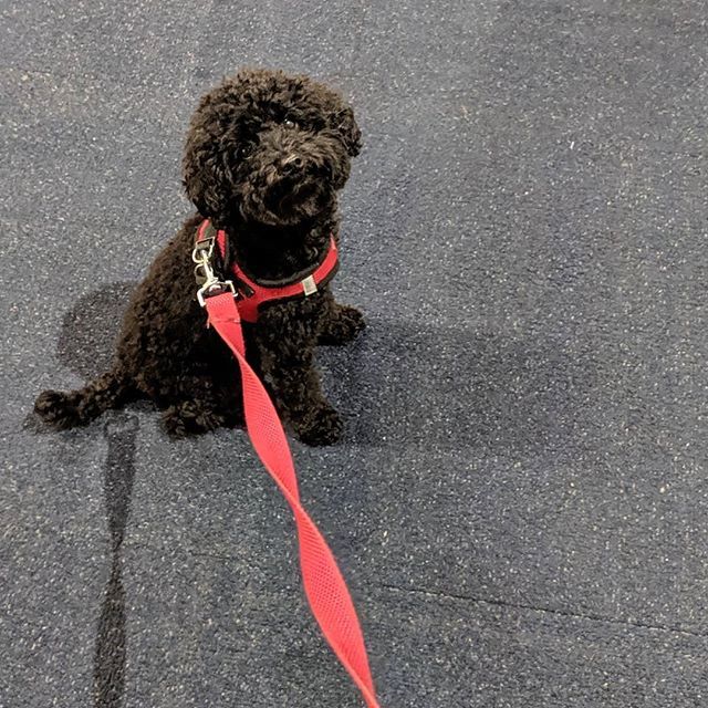 My travel buddy, Newman 😄 🐶🐾🐩🐕✈️ ift.tt/30mozLB