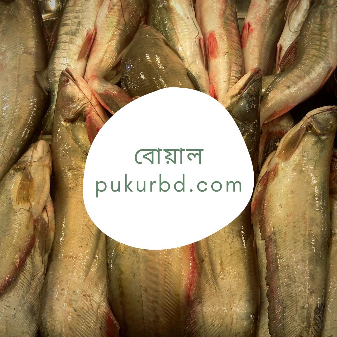 BdPukur's tweet photo. Plz like our page: https://t.co/aXRtrZHkOu
our website: https://t.co/iGqMkAhT1G
#seafish #dryfish #riverfish #fishmarket #ruifish #livefish #bigfish #pukurbd #livefish #āϰā§āĻāĻŽāĻžāĻ #āĻāĻžāϤāϞāĻžāĻŽāĻžāĻ #āĻāĻŋāϤāϞāĻŽāĻžāĻ #āĻāϞāĻŋāĻļāĻŽāĻžāĻ #āĻāĻāĻĄāĻŧāĻŽāĻžāĻ #āĻŦā§āϝāĻŧāĻžāϞāĻŽāĻžāĻ https://t.co/zIHdYtXGlm