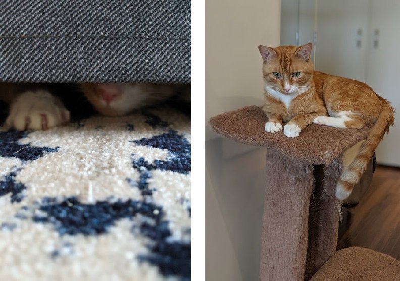 carabonate's tweet photo. Wally/Walter update #2: A week ago he was hiding under the couch except at meal time. Now he is regularly experimenting with changing his geopotential height! #ScientistCat https://t.co/J0L0B43Kmu