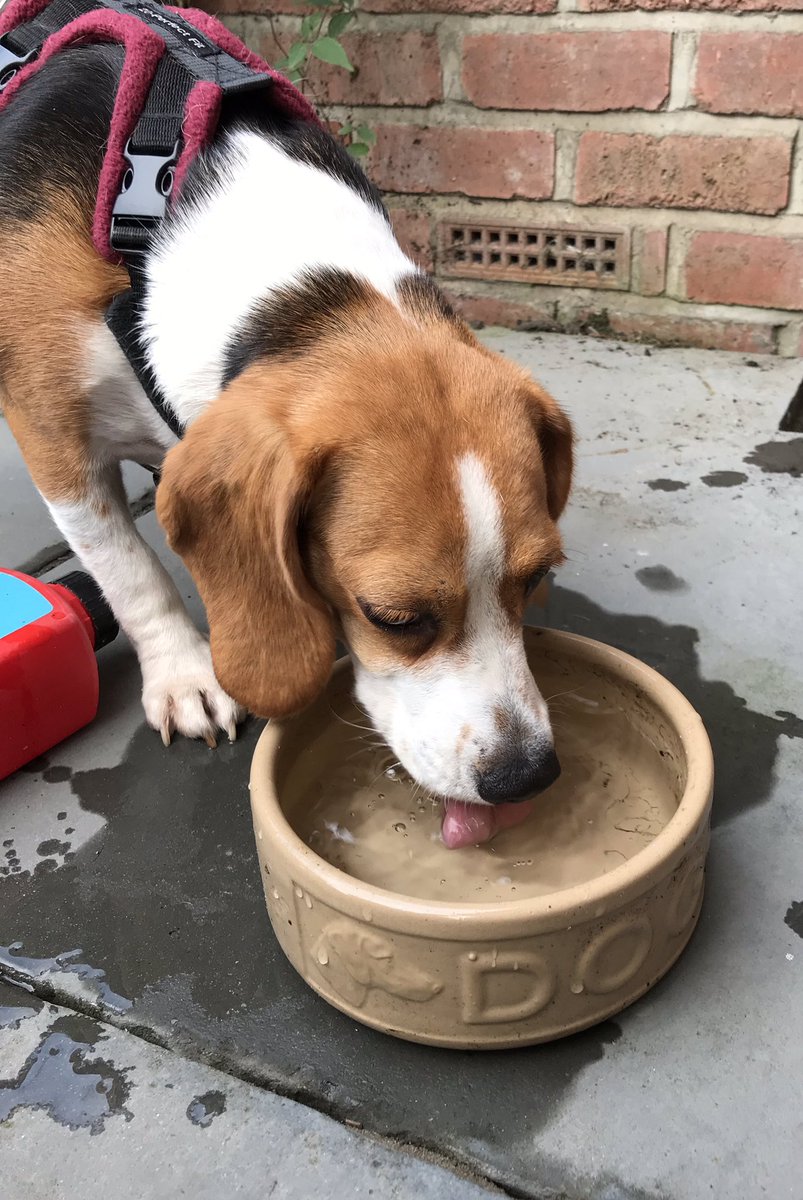 You clean my food bowls, buy us the best food, change our water bowls twice daily, but don’t worry, the skanky outside water bowl will suffice 🙌🏻
#elletherescue
