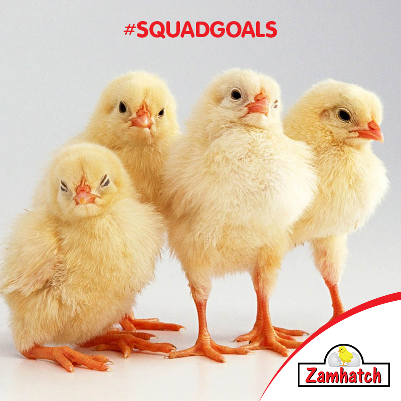 MyZambeef's tweet photo. Tag and mention that friend that is into agriculture and agroprocessing as much as you are!
#ProudlyZambeef
#FeedingTheNation
#Zamhatch
#WednesdayMotivation https://t.co/0RmBfecsxC