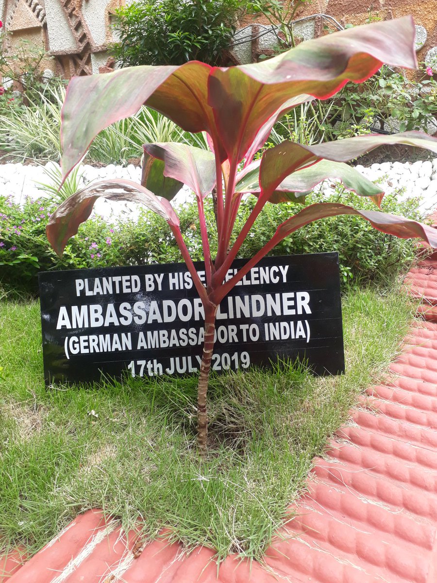 sangam_rainbow's tweet photo. Team Sangam remembers His Excellency Ambassador Linder's visit to Sangam. The tree planted by H.E. has now grown in size!! https://t.co/1ixsb30ER1