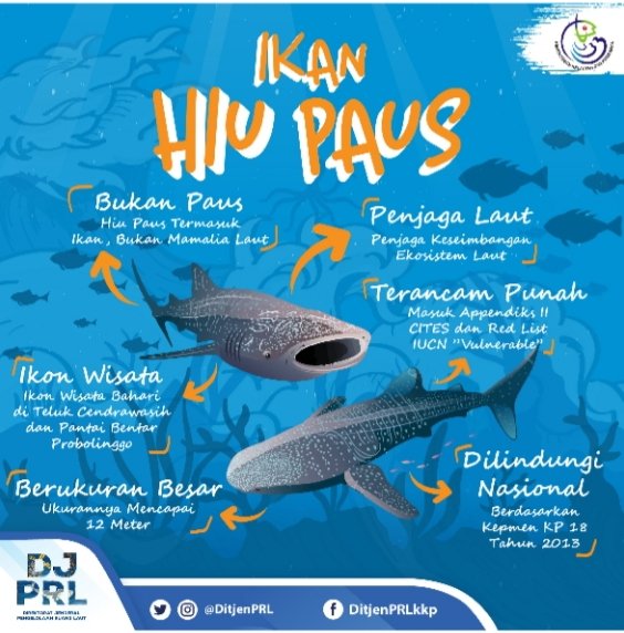Hiu paus (Rhincodon typus) termasuk ikan, bukan mamalia laut. Ikan berukuran besar ini termasuk jenis dilindungi (Kepmen KP 18/2013). Yuk #SahabatBahari kita jaga dan lestarikan 😉

<a href="/susipudjiastuti/">Susi Pudjiastuti</a> 
<a href="/kkpgoid/">KKP RI</a> 
<a href="/satyamurti/">Brahmantya S. Poerwadi</a>