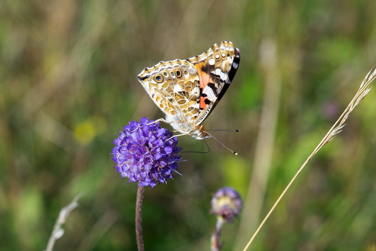 A familiar sight this summer but always a delight #paintedlady #vanessacardui