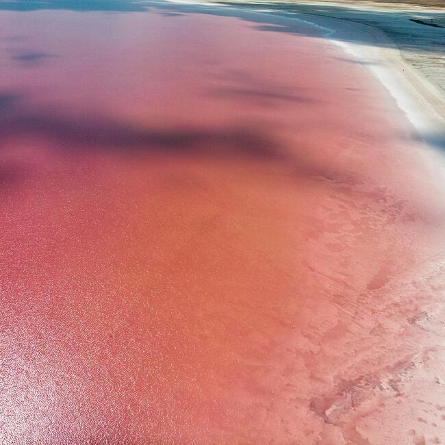 protistologists's tweet photo. Turkey’s Salt Lake turns pink https://t.co/K0hGzcH1v7 #algae #protists @HDNER
The boom of #Dunaliella saline micro-algae and #halobacteria have given Salt Lake a fairy shade of pink. https://t.co/tuE83xAkYb