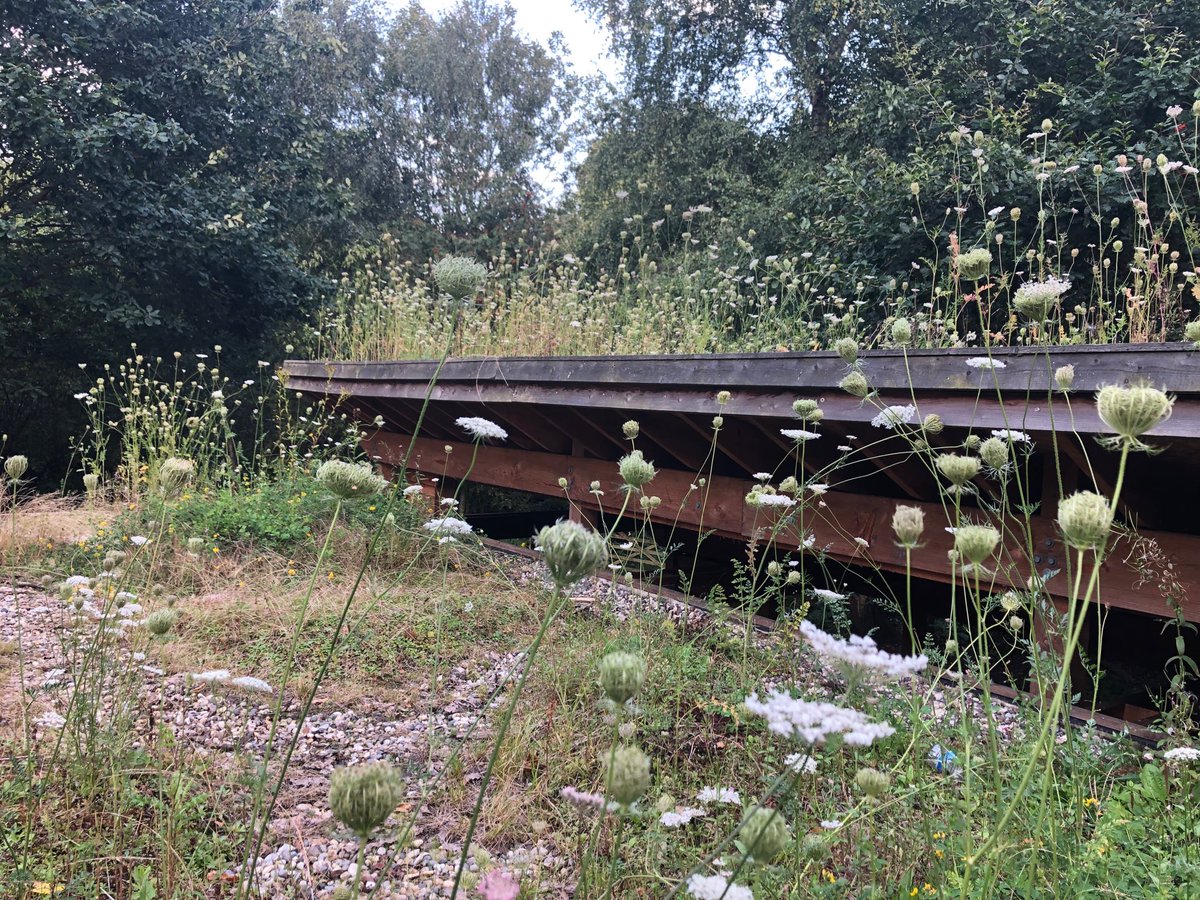 grassroofco's tweet photo. Found some #yellowwort on the #greenroof barn we built 5 years back. Nice. #norseywood #essex https://t.co/h7p9TAk73Y
