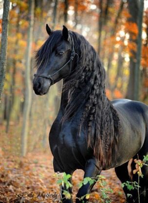 世界一美しい馬