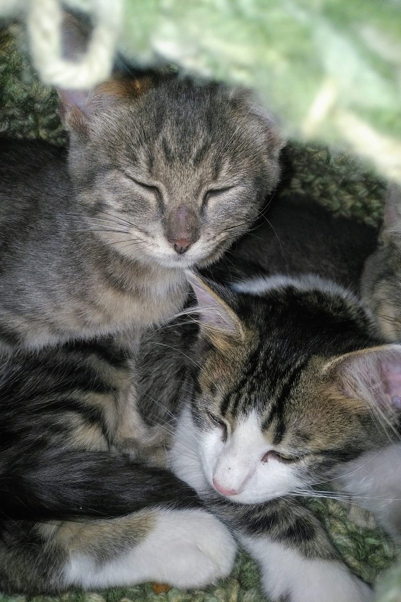 PrivilegedPets's tweet image. 2 precious little tykes for adoption together - 4 months - male.  Nashville, West Meade area.