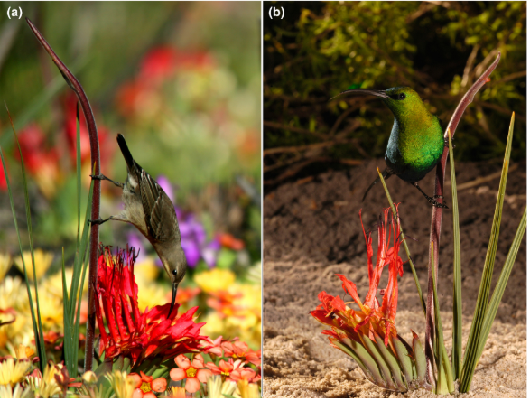 Genevieve Theron tweet media